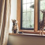 windows need cleaning